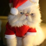 Babbo Natale Gatto
