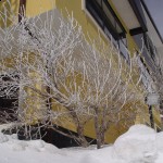 Albero ghiacciato all'Hotel Corsaro Etna