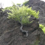 Krabusch Etna May 2010