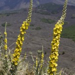 Henning's Etna