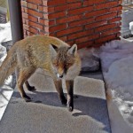 Fox on Etna