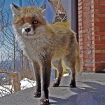 Fox on Etna at Hotel Corsaro