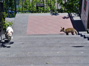 Il Gatto e la Volpe - The Fox and the Cat