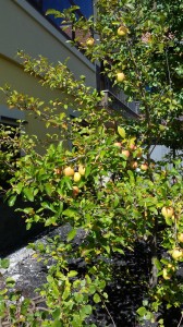 Apple tree 2000m high on Etna at Hotel Corsaro